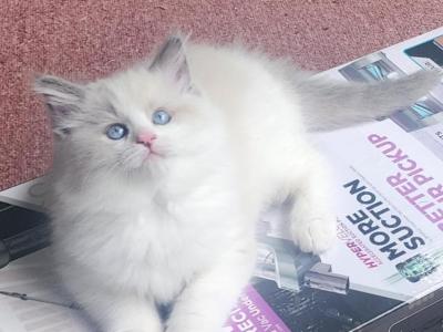 Mooh - Ragdoll - Gallery Photo #1