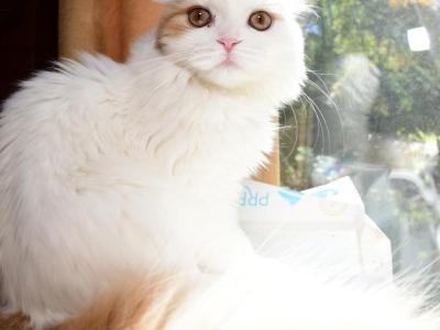 Helga - Scottish Fold - Gallery Photo #1