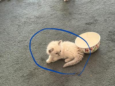 Marxin - Ragdoll - Gallery Photo #1