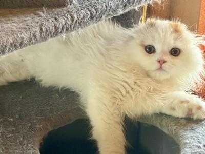 Hugo - Scottish Fold - Gallery Photo #1