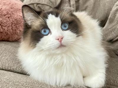 Daisy - Ragdoll - Gallery Photo #1
