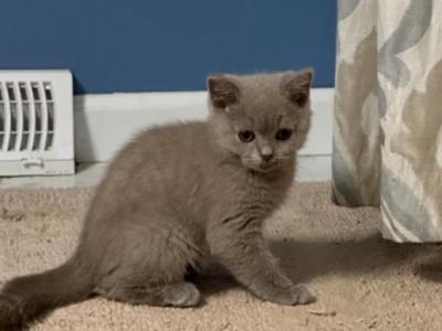 Durango From Tutti Frutti Katsumi - British Shorthair - Gallery Photo #1