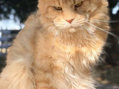 Bugatto - Maine Coon - Gallery Photo #1