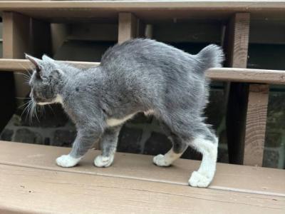 American Bobtail For Adoption - American Bobtail - Gallery Photo #1
