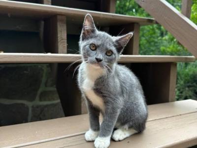 Black Bobtail Girl Kitten - American Bobtail - Gallery Photo #1