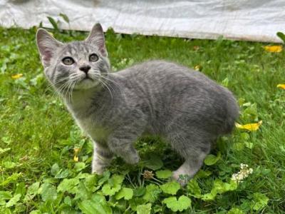 Purebreed American Bobtail - American Bobtail - Gallery Photo #1