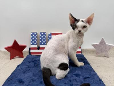 Hammy - Devon Rex - Gallery Photo #1