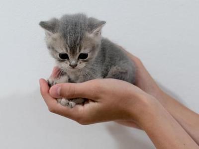 Oliver - British Shorthair - Gallery Photo #1