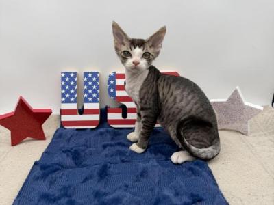 Squeaky - Devon Rex - Gallery Photo #1