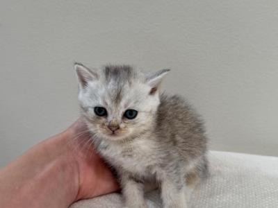 Sky - British Shorthair - Gallery Photo #1
