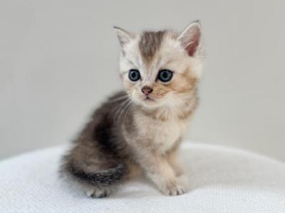 Cosmo - British Shorthair - Gallery Photo #1
