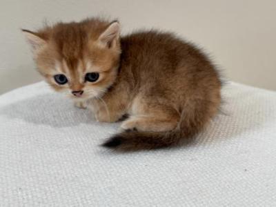 Max - British Shorthair - Gallery Photo #1