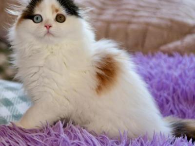 Josephina - Scottish Fold - Gallery Photo #1
