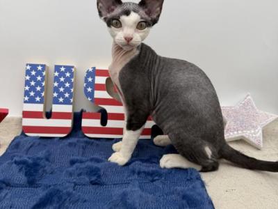 Molly - Devon Rex - Gallery Photo #1