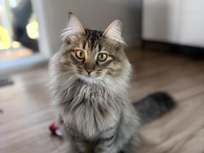 Ophelia - Domestic - Gallery Photo #1