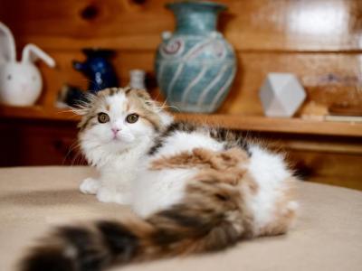 Infinity - Scottish Fold - Gallery Photo #1