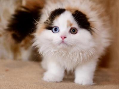 Josephina - Scottish Fold - Gallery Photo #1