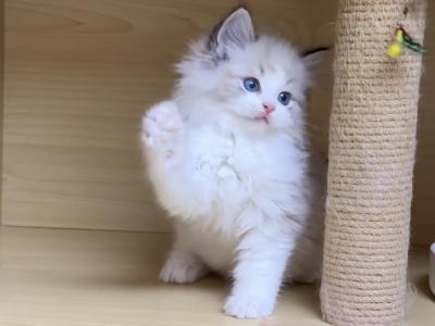 Camellia - Ragdoll - Gallery Photo #1
