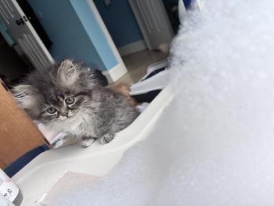 Delilah - Persian - Gallery Photo #1