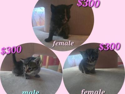 Domestic Long Hair Kitties - American Longhair - Gallery Photo #1