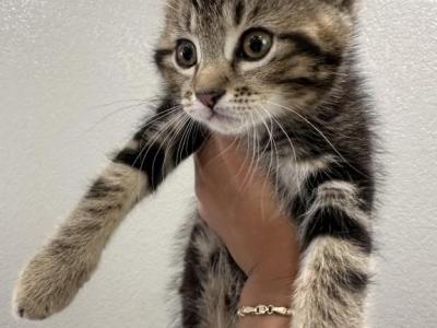 Milo - Scottish Straight - Gallery Photo #1