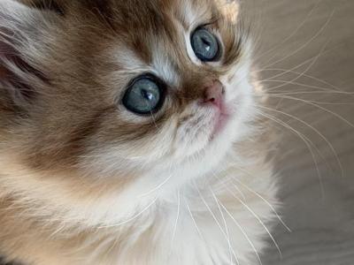 Artur Longhair - British Shorthair - Gallery Photo #1