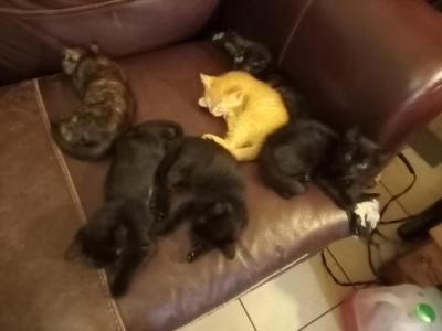Moons Babys - American Shorthair - Gallery Photo #1