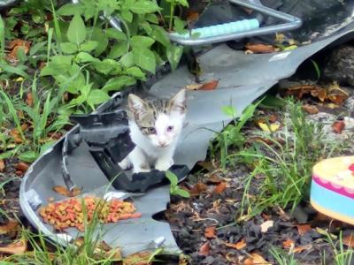 Orphan Kitties - Domestic - Gallery Photo #1