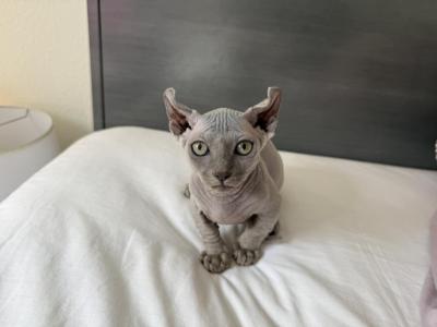 Bambino And Dwelf - Bambino - Gallery Photo #1
