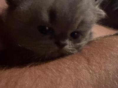 Willows Kitten - Persian - Gallery Photo #1