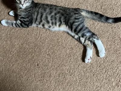 Stormy - Domestic - Gallery Photo #1