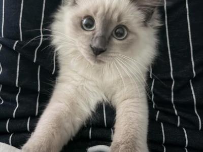 Loki - Ragdoll - Gallery Photo #1