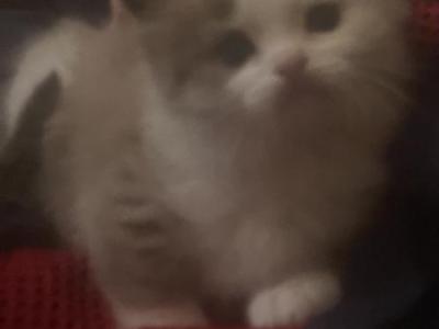 Cinnamon - Ragdoll - Gallery Photo #1