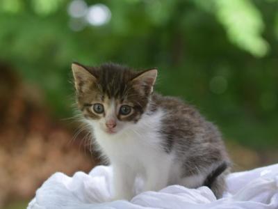 Gertie - Domestic - Gallery Photo #1