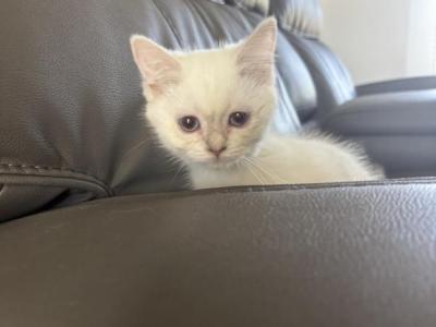 Mila - Himalayan - Gallery Photo #1