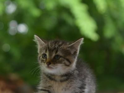 Henny - Domestic - Gallery Photo #1