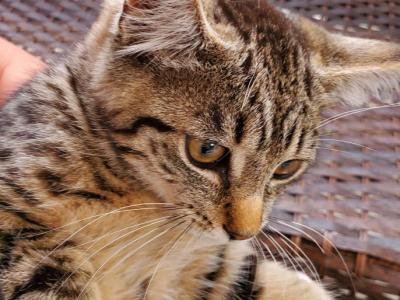 Chloe - Domestic - Gallery Photo #1