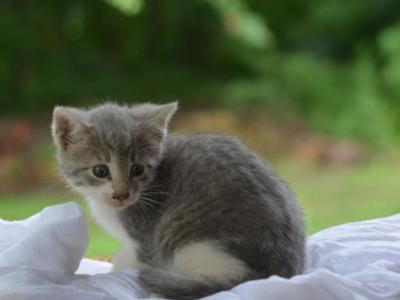 Ella - Domestic - Gallery Photo #1