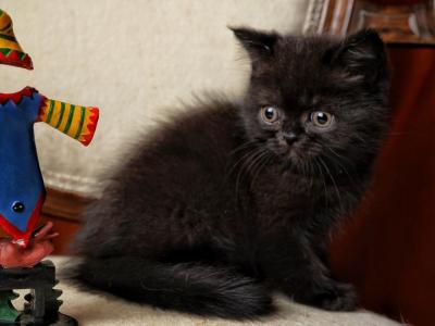 Bucky - Scottish Straight - Gallery Photo #1