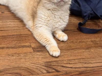 Vanilla - British Shorthair - Gallery Photo #1