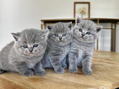 BSH Kittens Fall 26 - British Shorthair - Gallery Photo #1