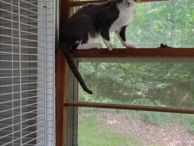 Oreo - Devon Rex - Gallery Photo #1
