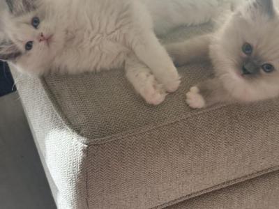 Boy And Or Girl Ragdoll Kittens - Ragdoll - Gallery Photo #1