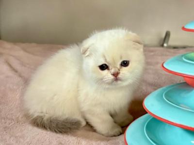 Selena - Scottish Fold - Gallery Photo #1