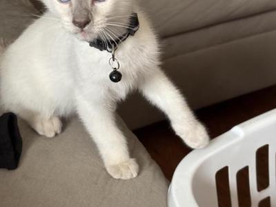 Siamese Kitten Litter Available Now - Siamese - Gallery Photo #1