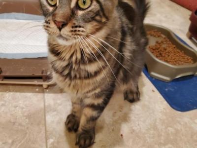 Calista - Maine Coon - Gallery Photo #1