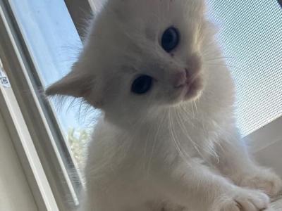 Bonita - Ragdoll - Gallery Photo #1