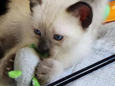 Sealpoint Female - Siamese - Gallery Photo #1