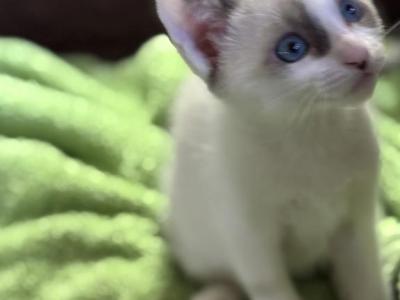 Snows Siamese Snowshoe - Siamese - Gallery Photo #1