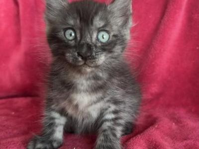 Moon Cat Maine Coon And Elf Sphynx Mix - Maine Coon - Gallery Photo #1